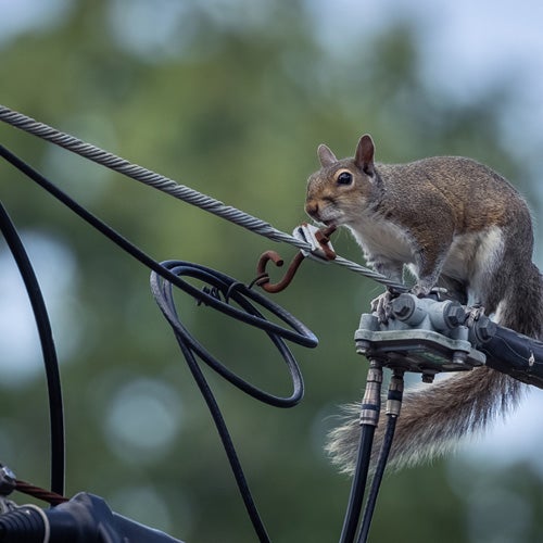 squirrel on power lines