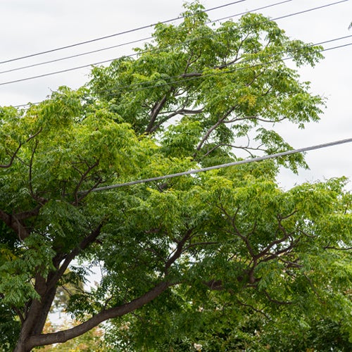 Trees in power lines